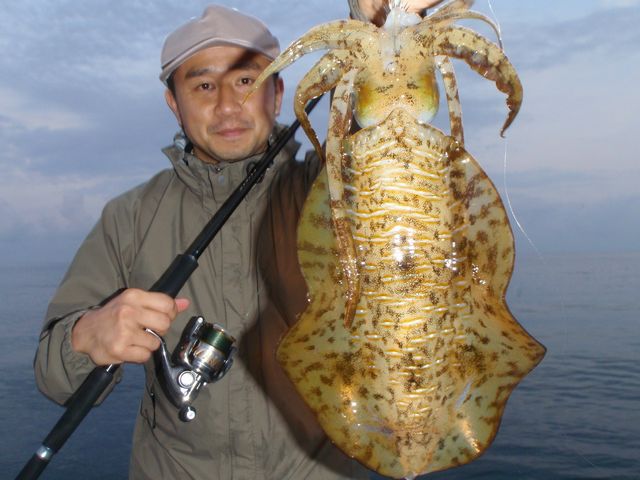 知多半島　アオリイカ