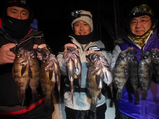 名古屋港　メバル