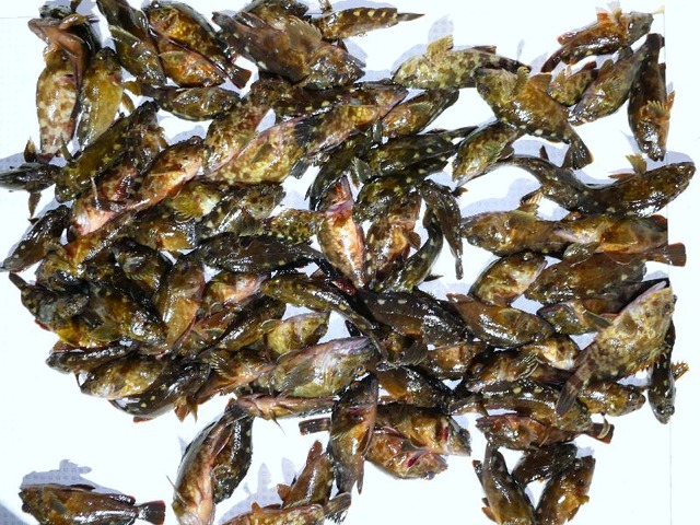 カサゴ釣果