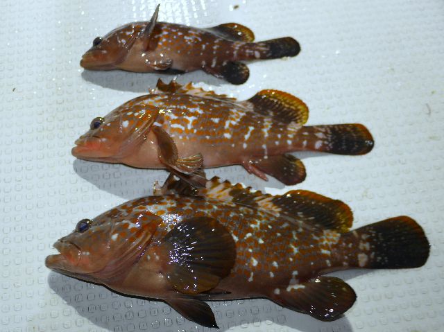 キジハタ　釣果写真