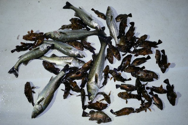 シーバス　メバル　根魚　釣果