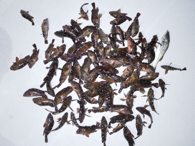 根魚釣果
