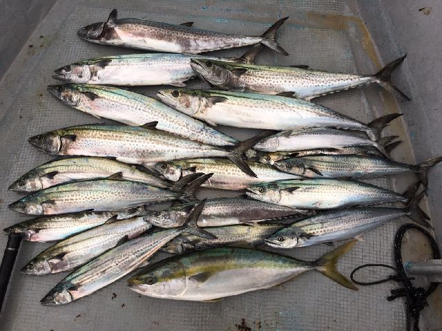 サワラ　ブリ　釣果写真