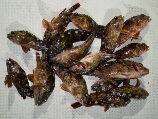 カサゴ　釣果写真