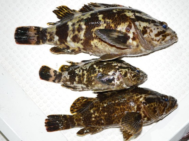 タケノコメバル　釣果