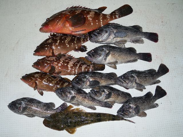 キジハタ　クロソイ　マゴチ　釣果写真