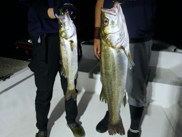 名古屋港 根魚 シーバス