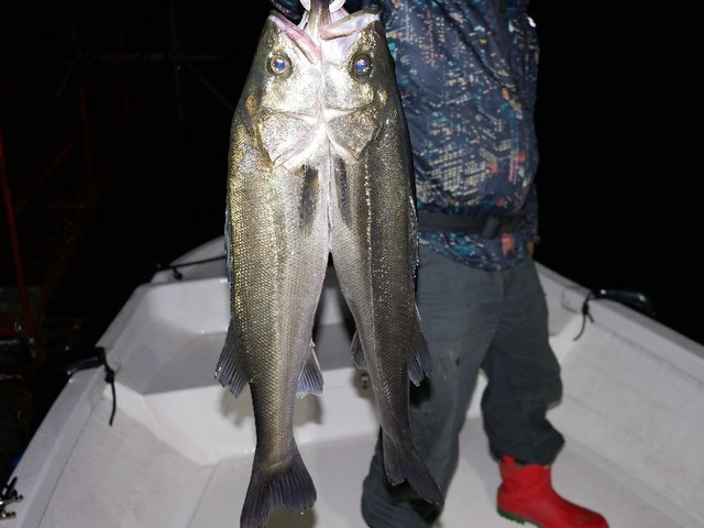 名古屋港　シーバス