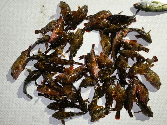 カサゴ 釣果写真