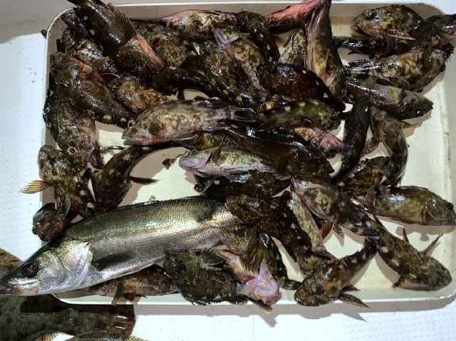 シーバス カサゴ 釣果
