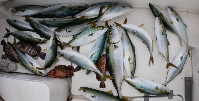 ハマチ　ワラサ　マハタ　釣果写真