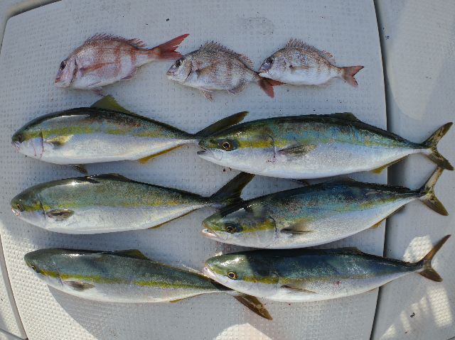 ハマチ釣果