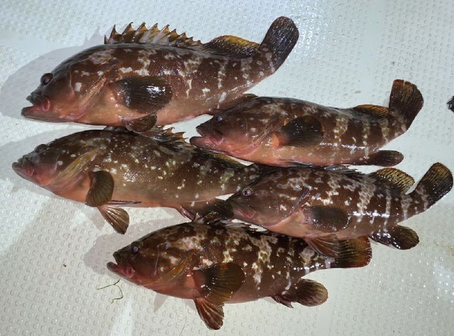 キジハタ 釣果写真