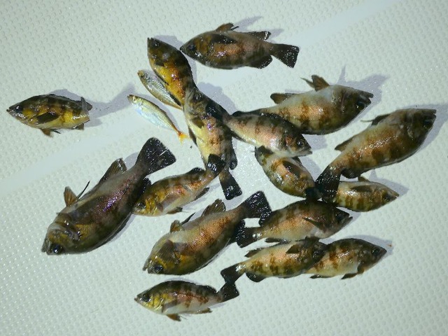 メバル釣果