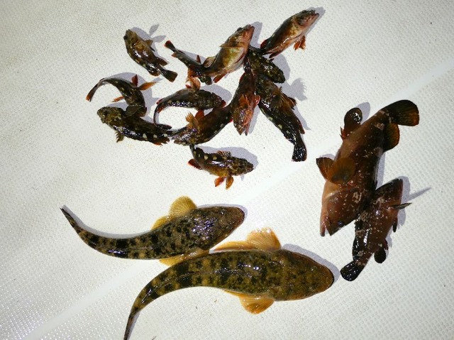 マゴチ　キジハタ　根魚　釣果写真