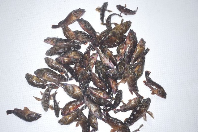 カサゴ 釣果
