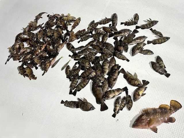 全釣果