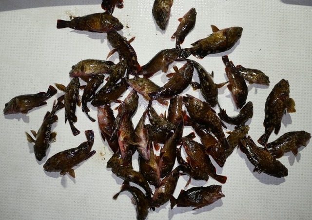 カサゴ　釣果写真