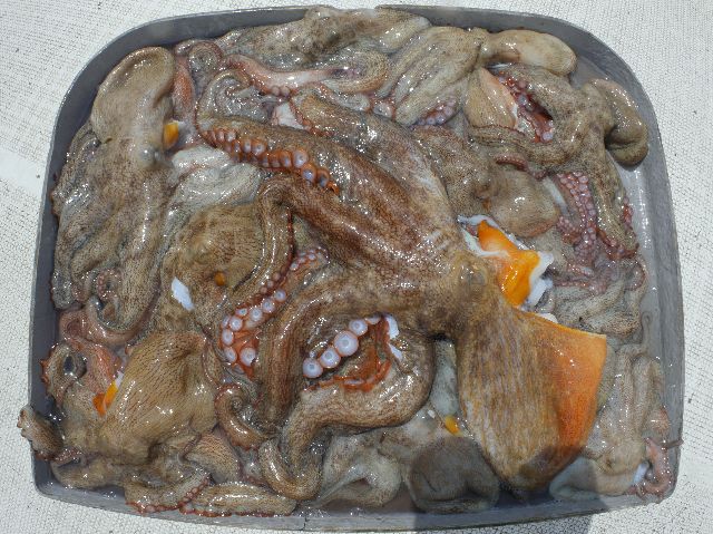 マダコ 釣果写真