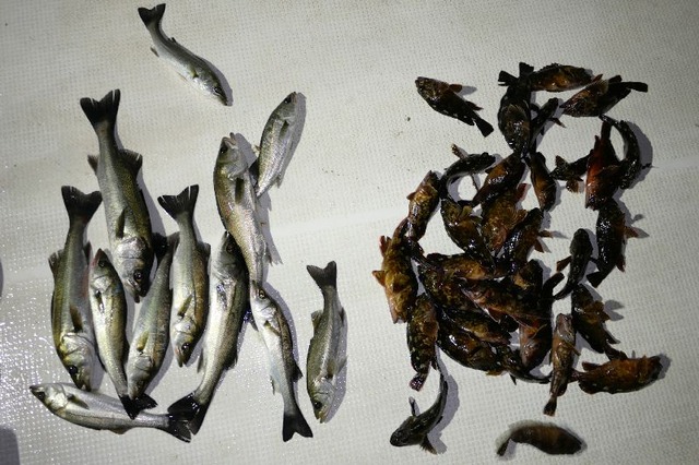 シーバス 根魚 釣果写真