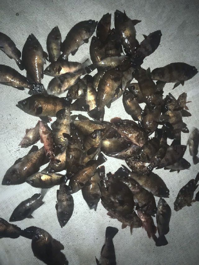 メバル　釣果写真