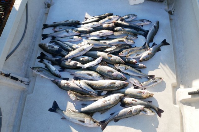 シーバス 釣果写真