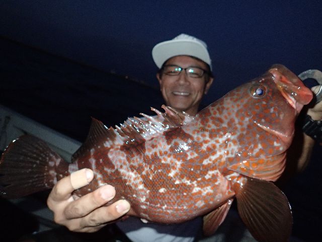 良型　キジハタ