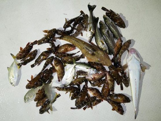 マゴチ　カサゴ　シーバス　メッキ　釣果写真