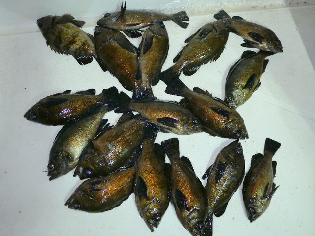 メバル　釣果写真