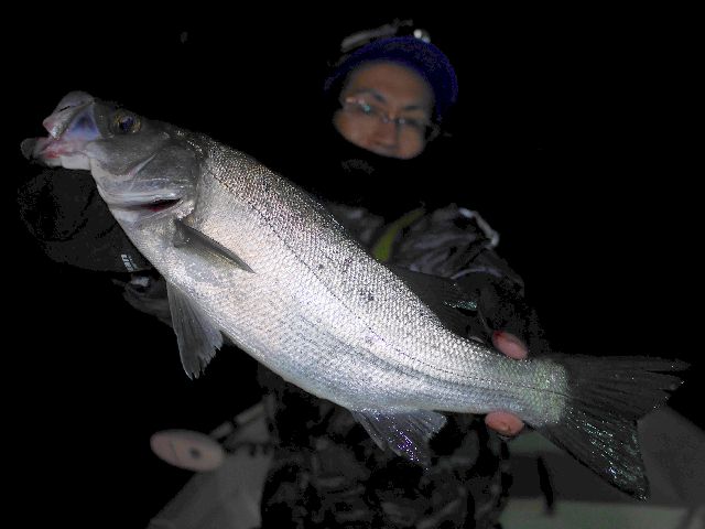 名古屋港　ヒラスズキ