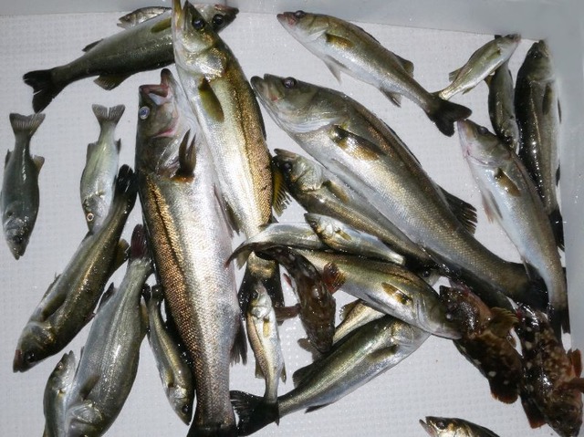 シーバス釣果