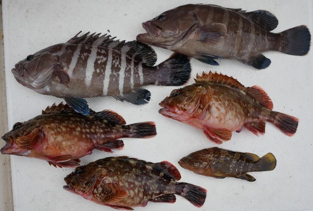 マハタ　カサゴ　キジハタ