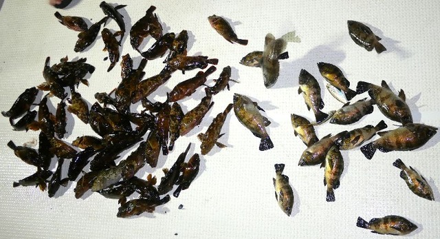 全釣果