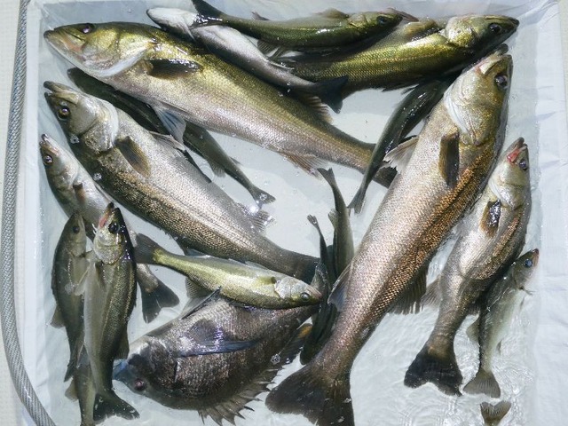 シーバス釣果