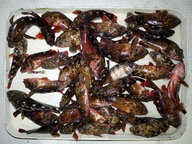 根魚　釣果写真