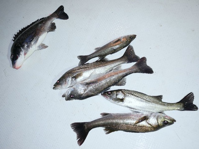 クロダイ シーバス 釣果