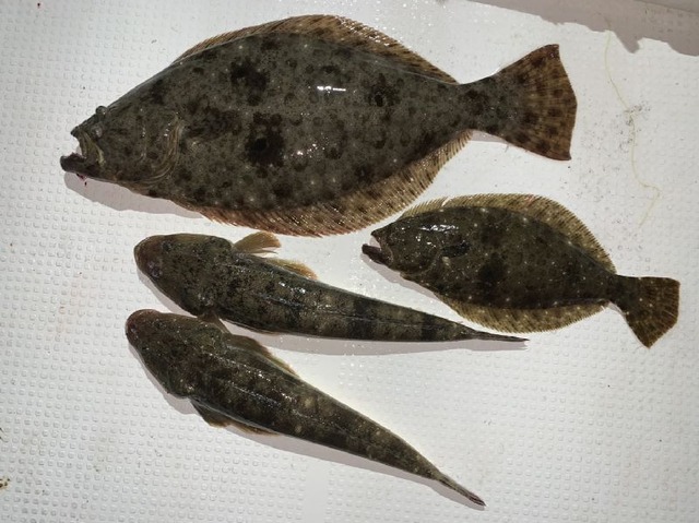 ヒラメ マゴチ 釣果