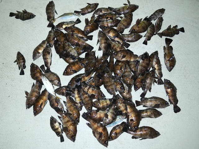 メバル　釣果写真