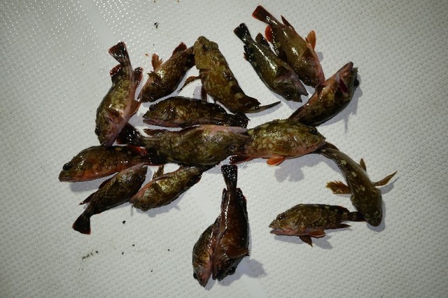 カサゴ釣果