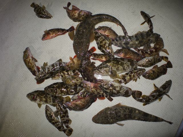 根魚　釣果写真