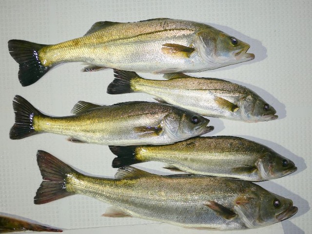 シーバス釣果