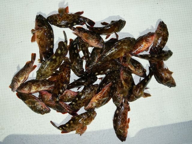 カサゴ　釣果写真