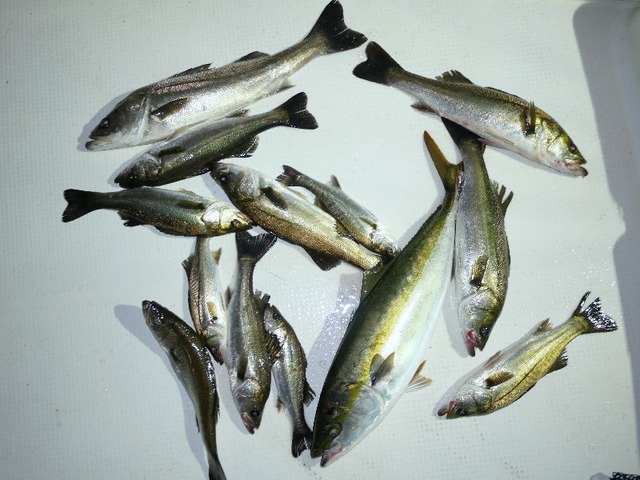 ワラサ シーバス 釣果