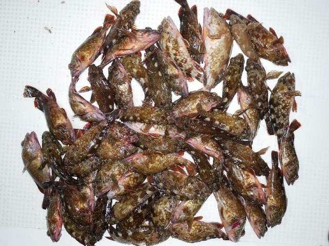 カサゴ釣果