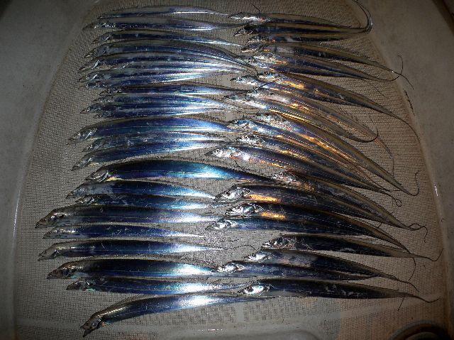 タチウオ　釣果写真