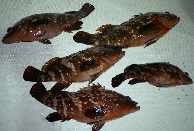 キジハタ　釣果写真