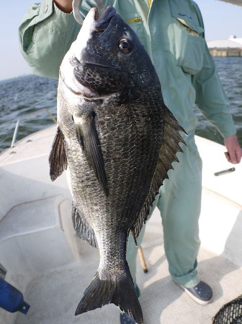 名古屋港 クロダイ