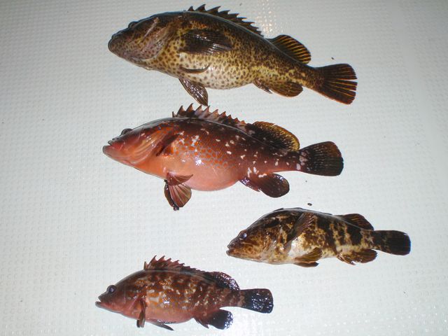 良型根魚　釣果