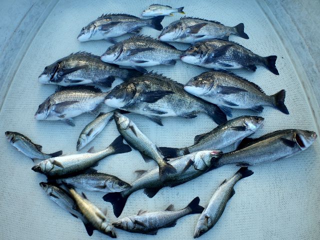 シーバス＆クロダイ　釣果写真