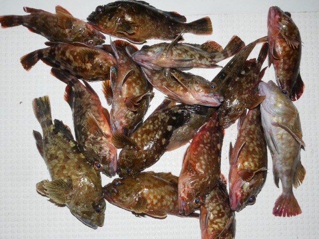 カサゴ釣果